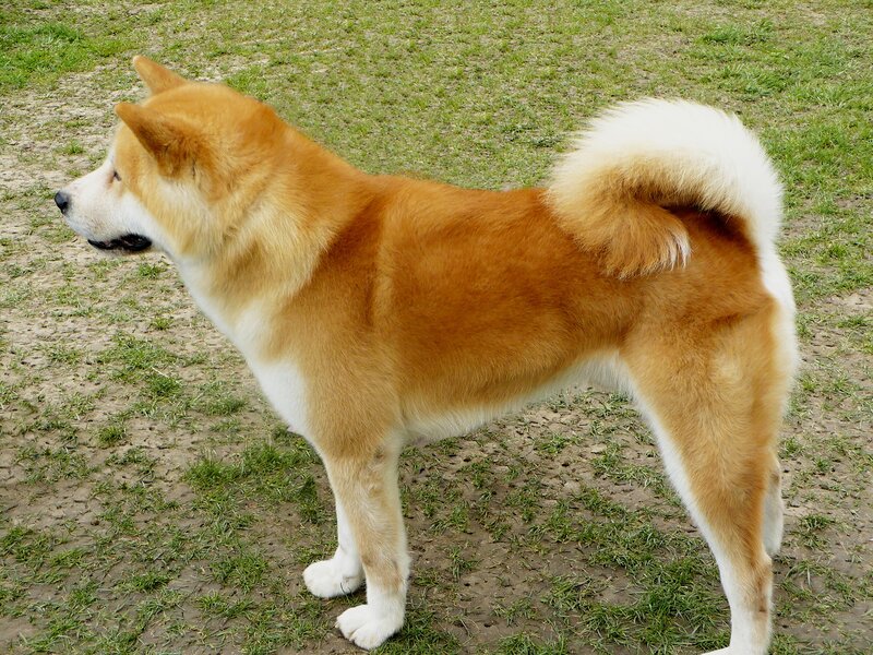 Akita Dog Standing