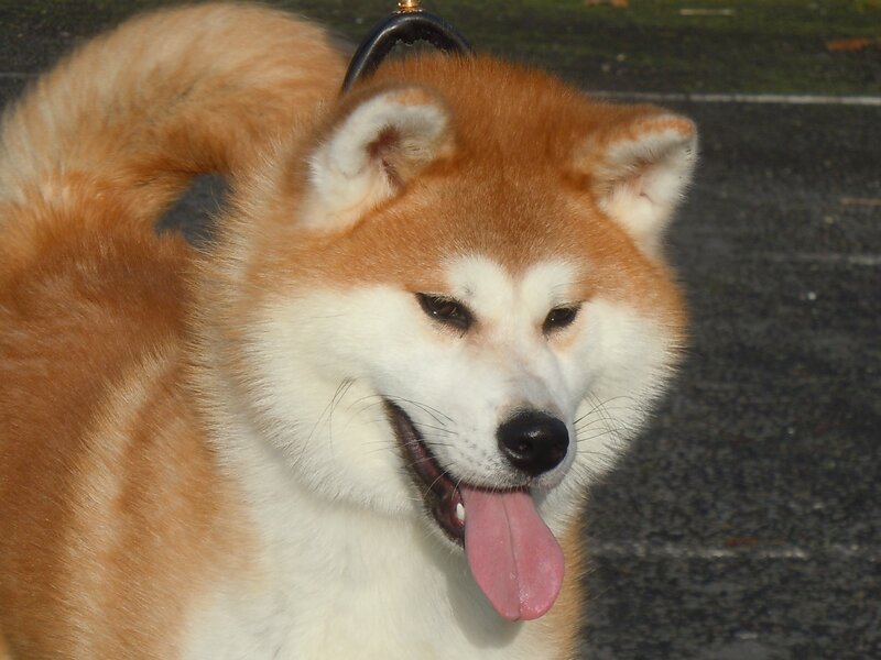 Akita dog with tongue out