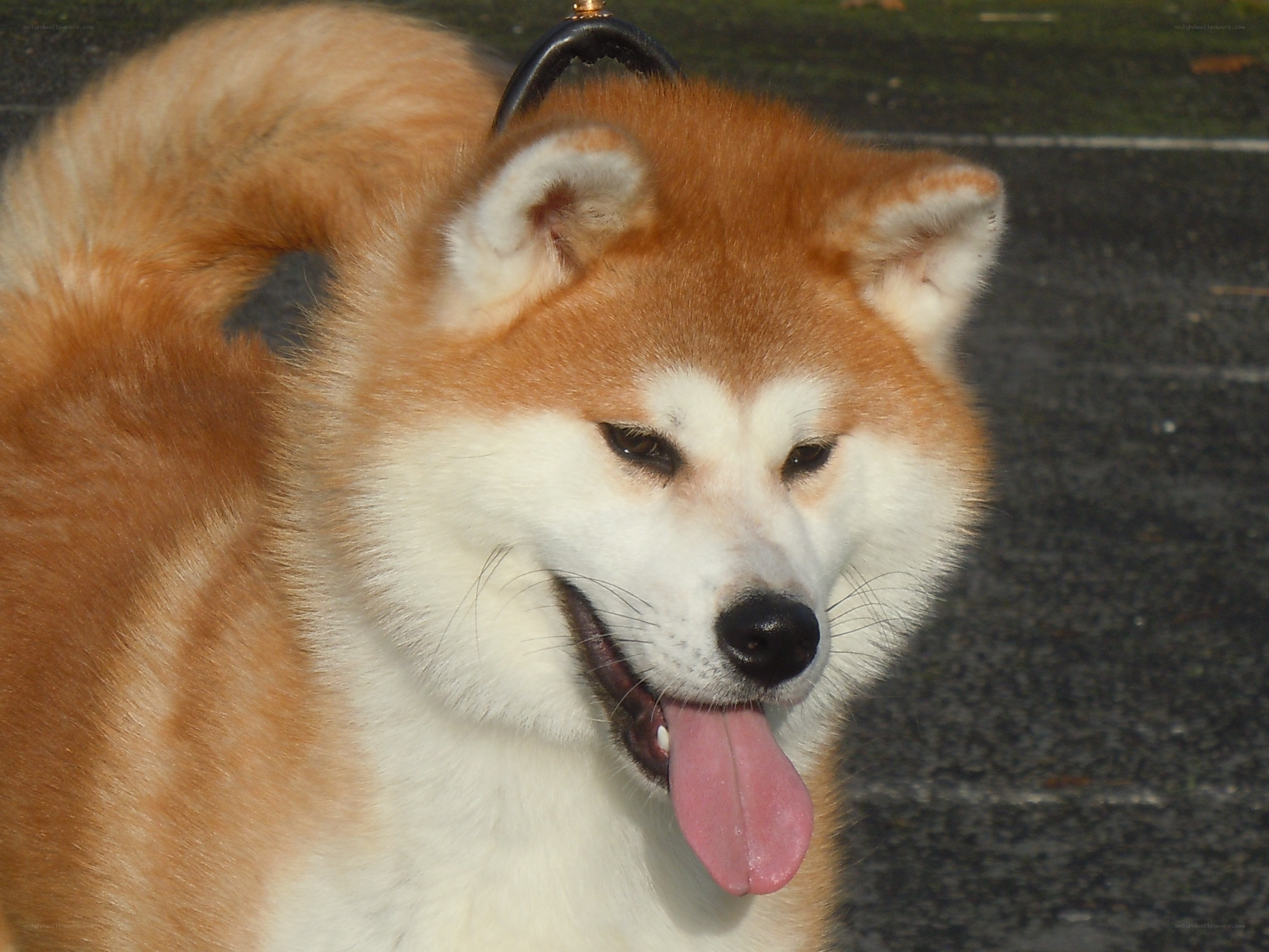 Akita dog with tongue out