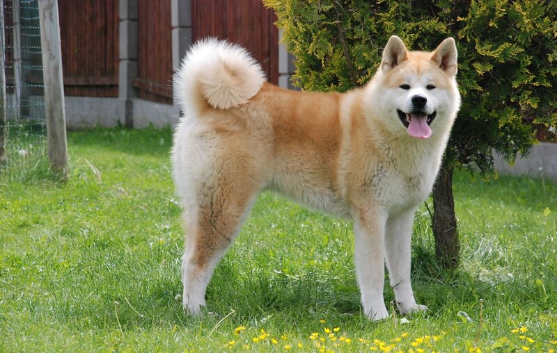 Akita Inu Dog Standing
