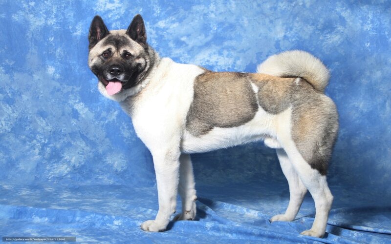 Akita Inu Dog