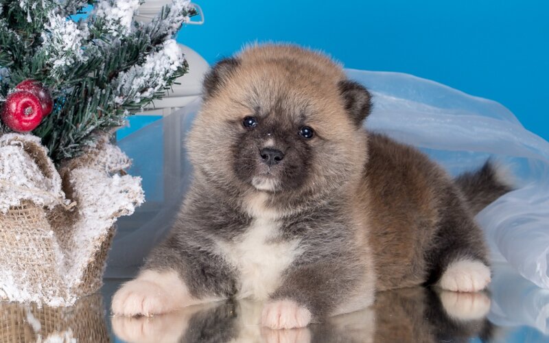 Akita Puppy — Blue