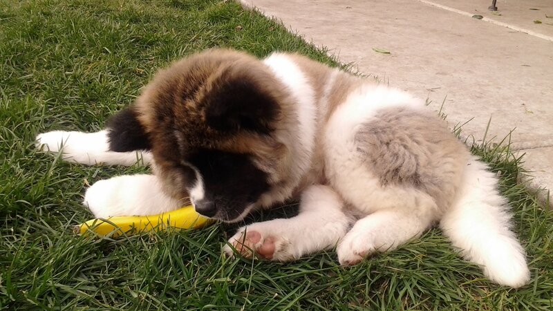 Akita Puppy Chewing — Green