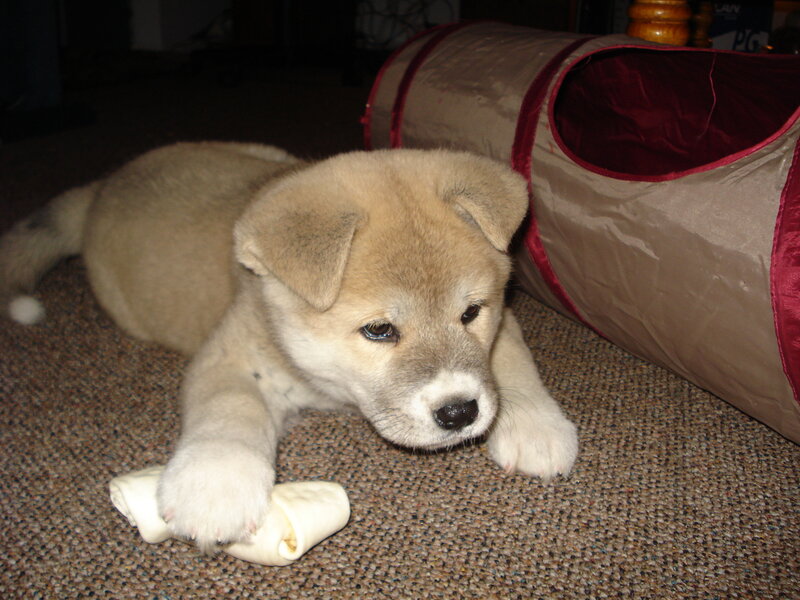 Akita Puppy Chewing
