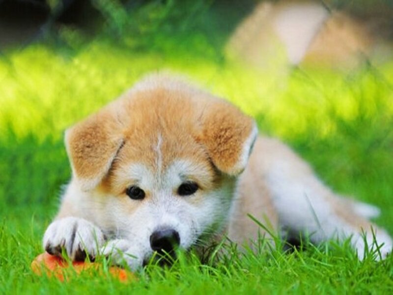 Akita Puppy in Grass