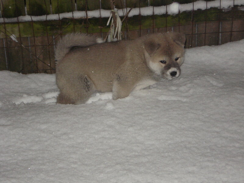 Akita Puppy in Snow