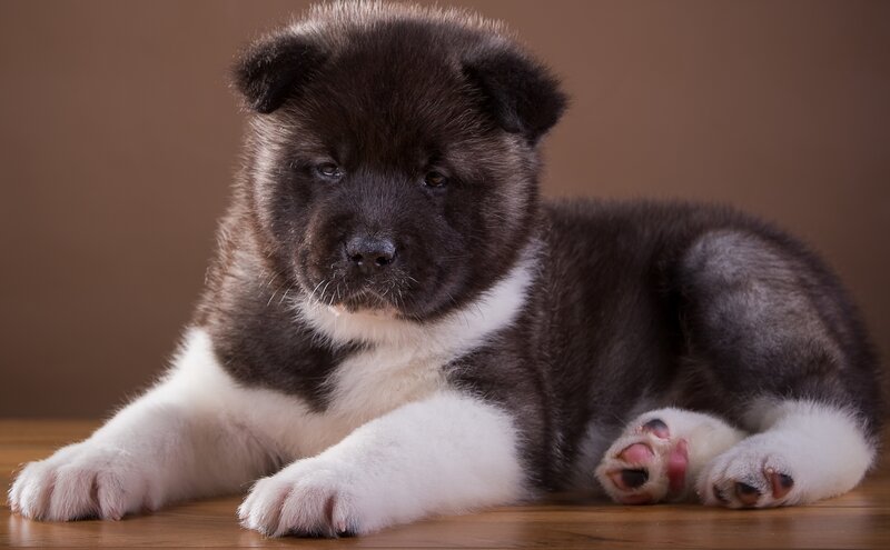 Akita Puppy Lying