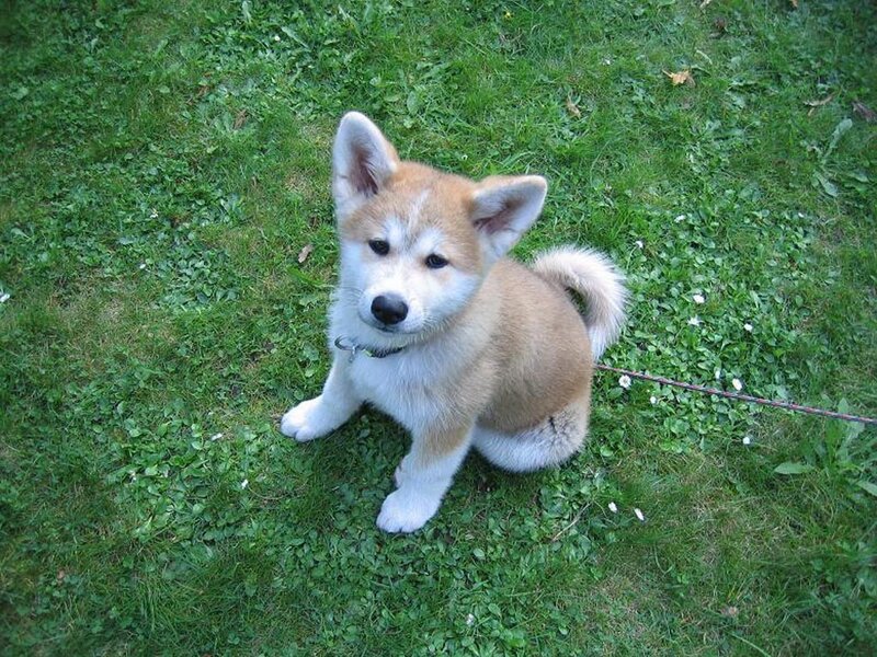 Akita puppy on a leash