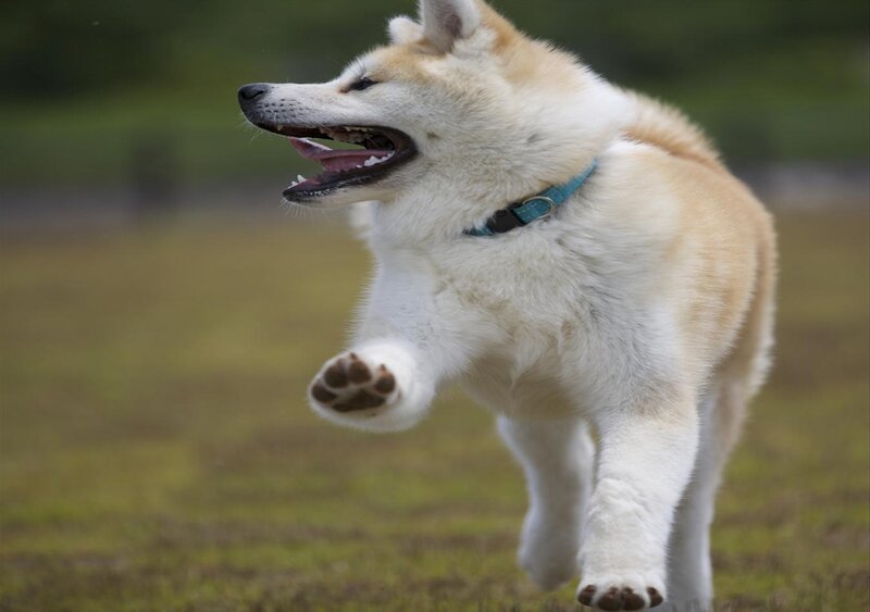 Akita Puppy Running