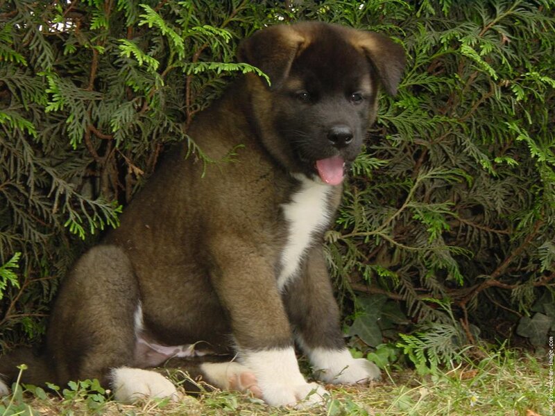 Akita Puppy Sitting