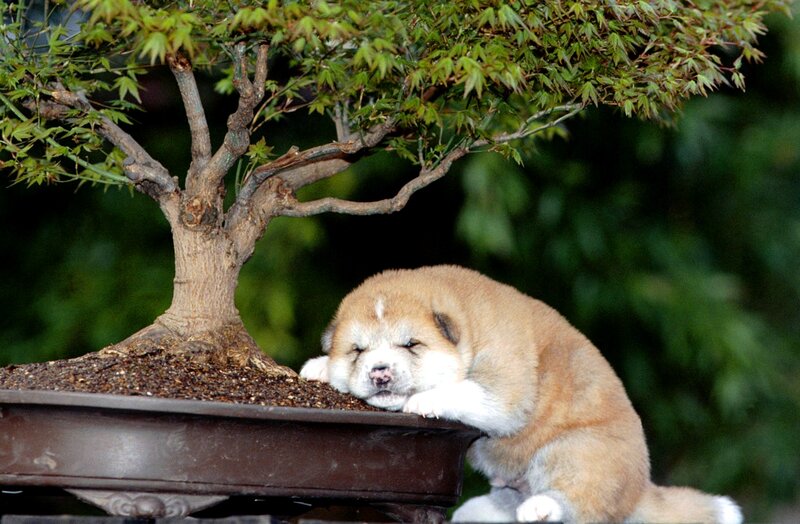 Akita Puppy Sleeping — Brown, Peaceful