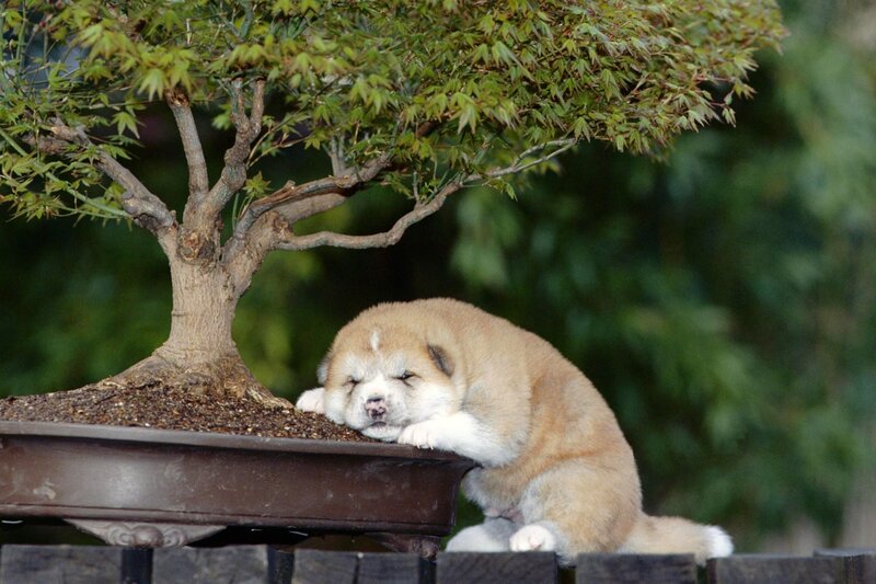Akita Puppy Sleeping