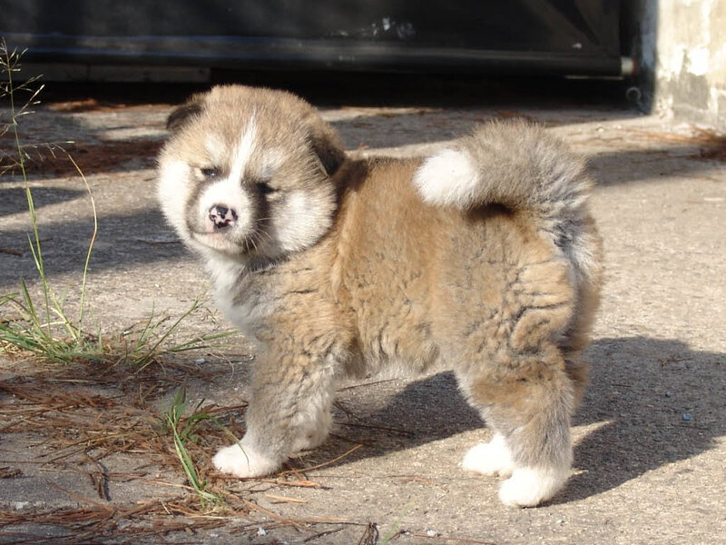 Akita Puppy Standing