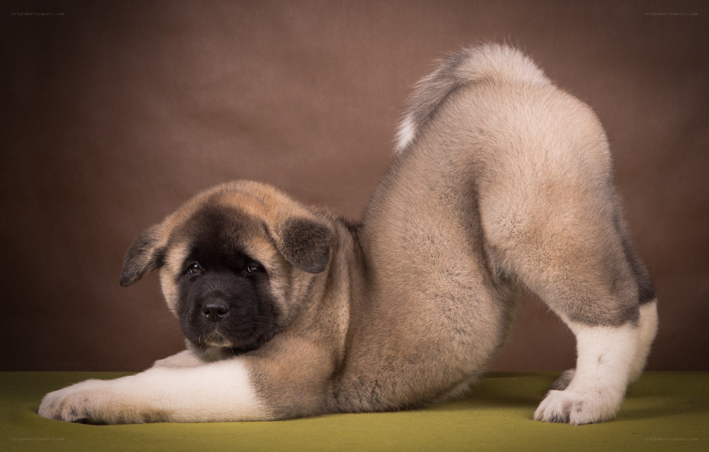 Akita puppy stretching
