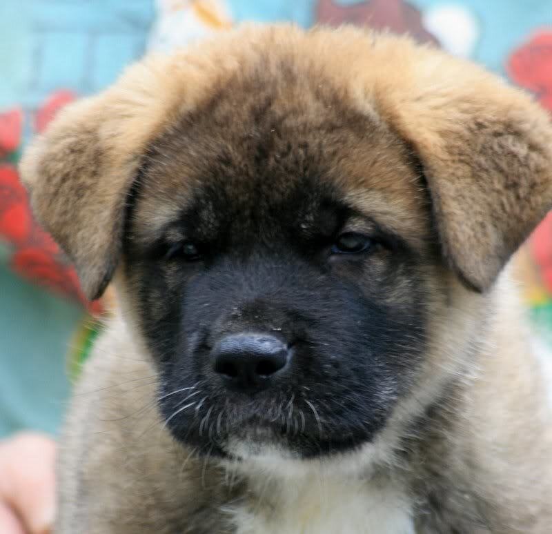 Akita Puppy