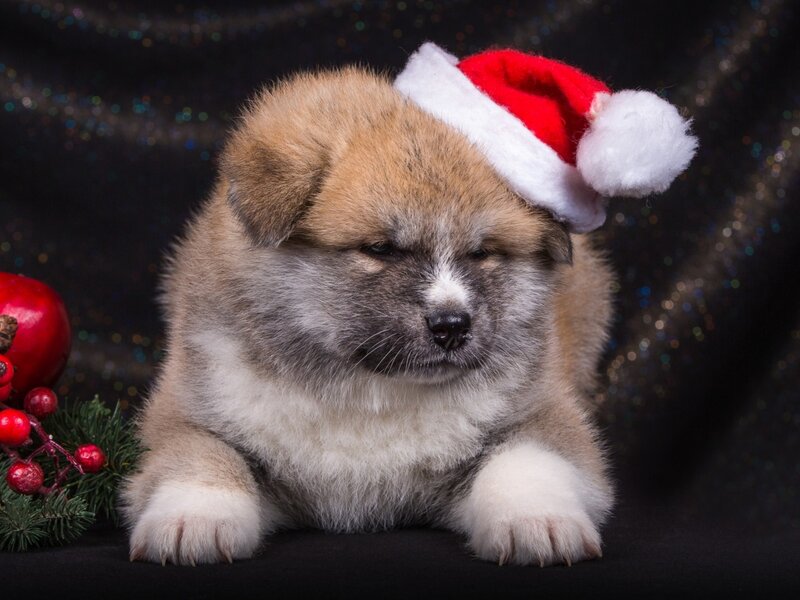 Akita Puppy Wearing Hat — Brown, Festive