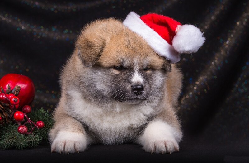 Akita Puppy Wearing Hat — Brown