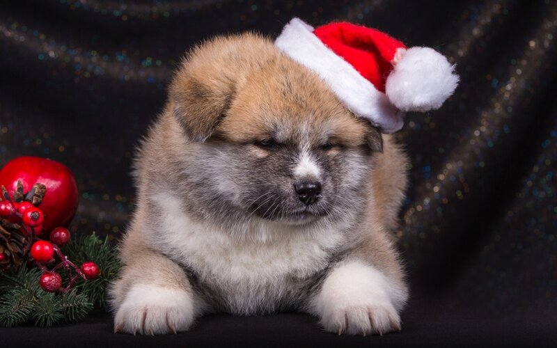 Akita Puppy Wearing Hat