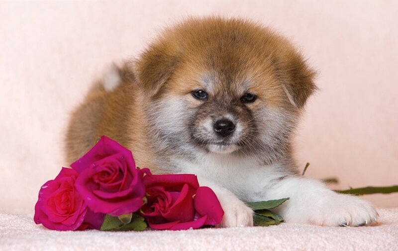 Akita Puppy with Roses