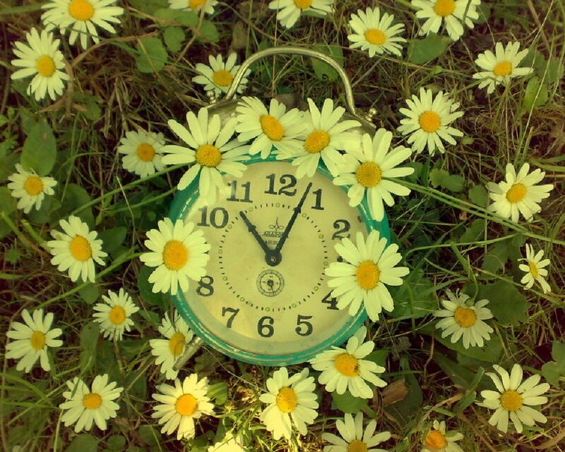 alarm clock among daisies