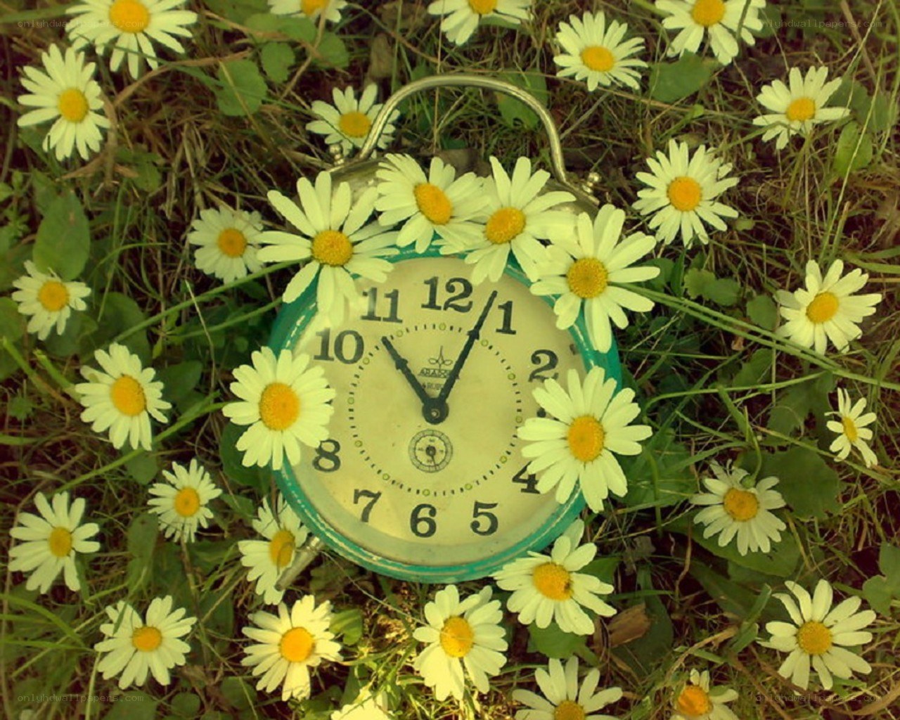 alarm clock among daisies