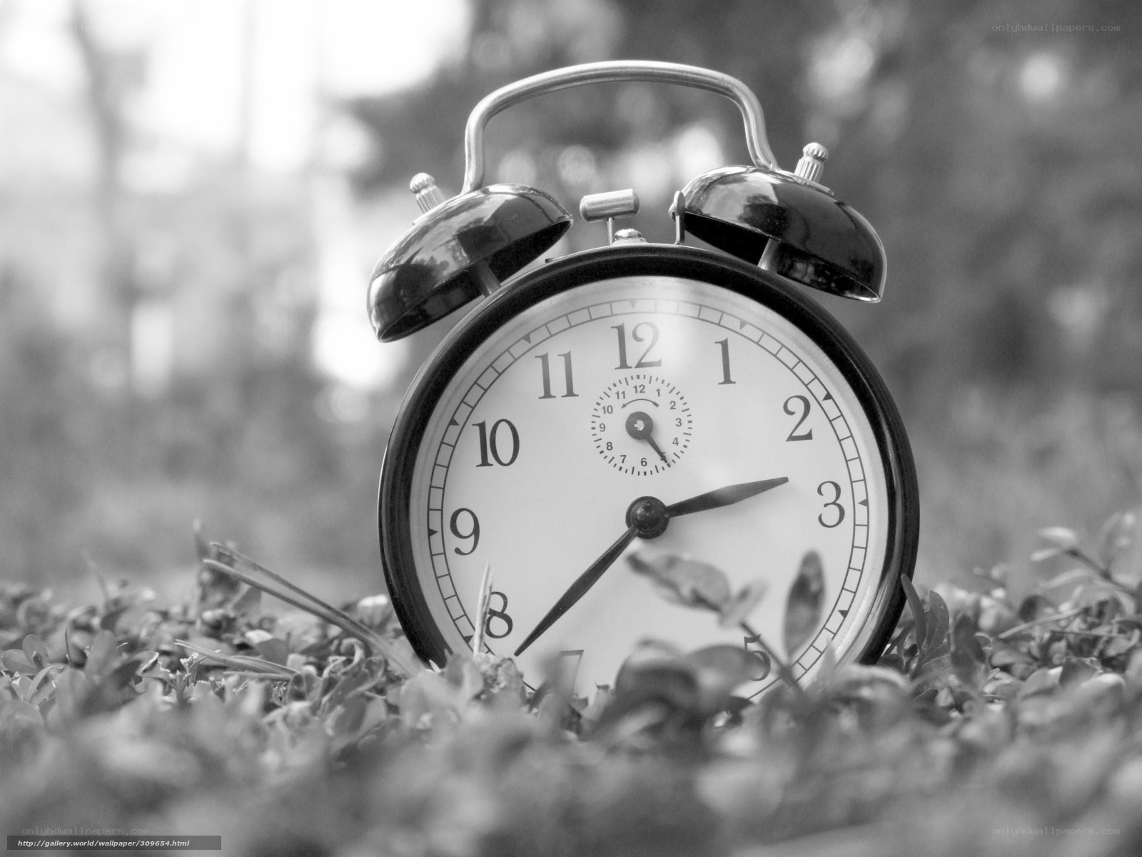 Alarm clock in grass