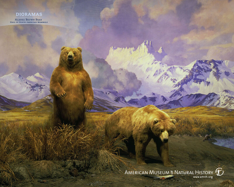 Alaska Brown Bears