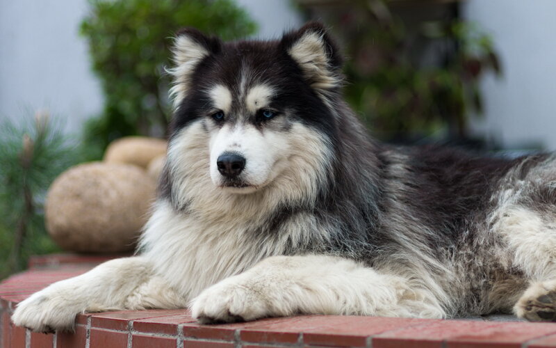 Alaskan Malamute Dog — Black, Calm, Afternoon
