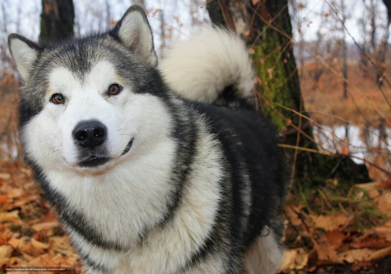 Alaskan Malamute Dog — Black, Calm, Autumn, Photograph