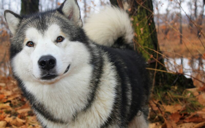 Alaskan Malamute Dog — Black, Calm, Autumn