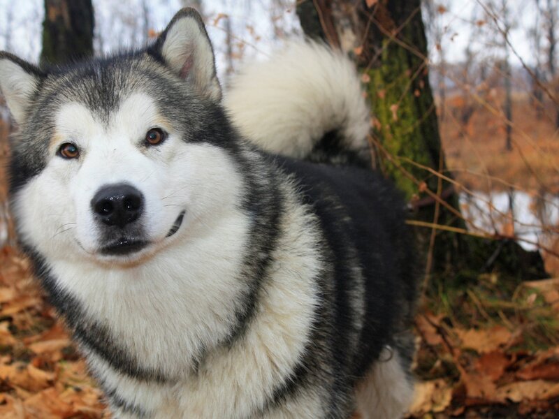 Alaskan Malamute Dog — Black, Calm
