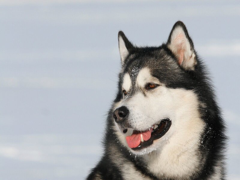 Alaskan Malamute Dog — Black
