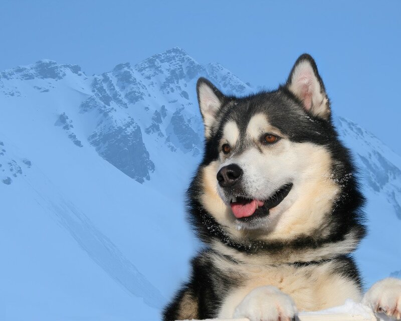 Alaskan Malamute Dog — Blue