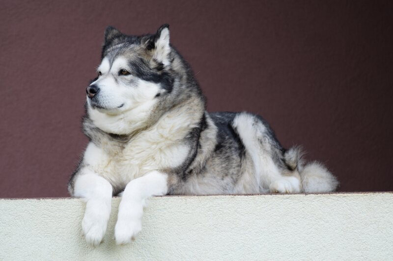 Alaskan Malamute Dog — Gray, Calm