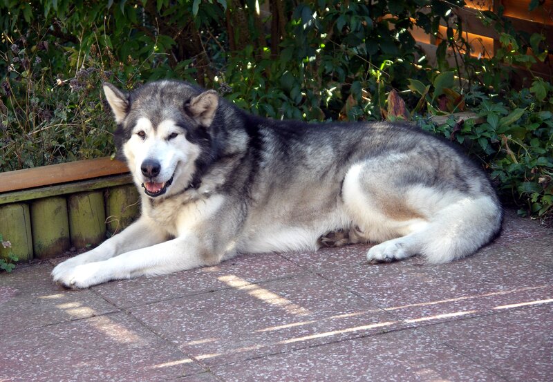 Alaskan Malamute Dog — Gray