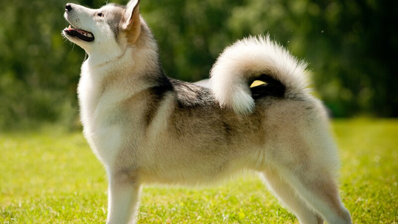 Alaskan Malamute Dog — Green, Calm, Afternoon