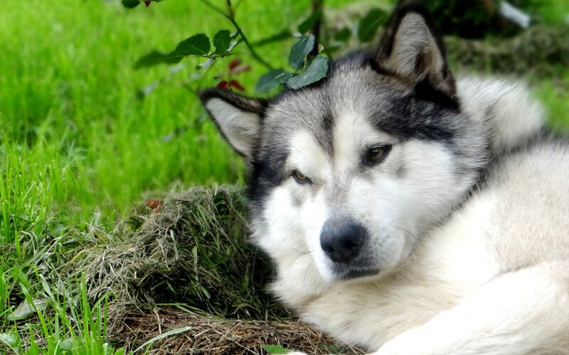 Alaskan Malamute Dog — Green, Calm