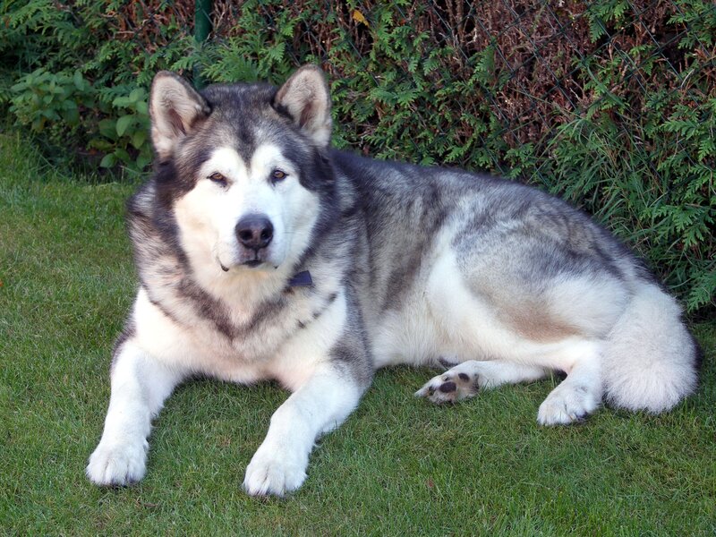 Alaskan Malamute Dog — Green
