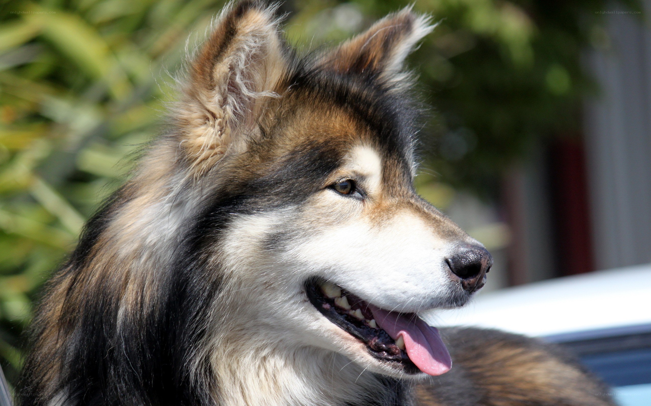 Alaskan Malamute dog portrait
