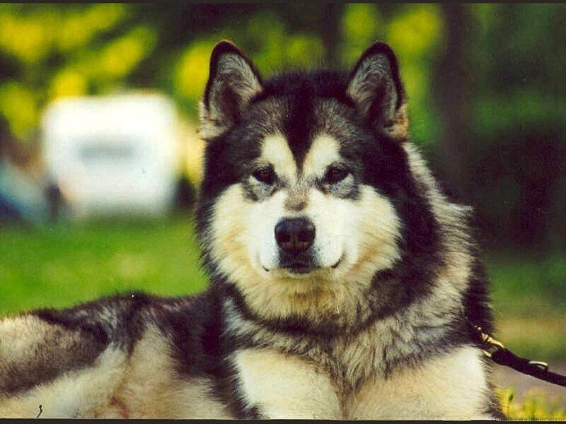 Alaskan Malamute dog portrait