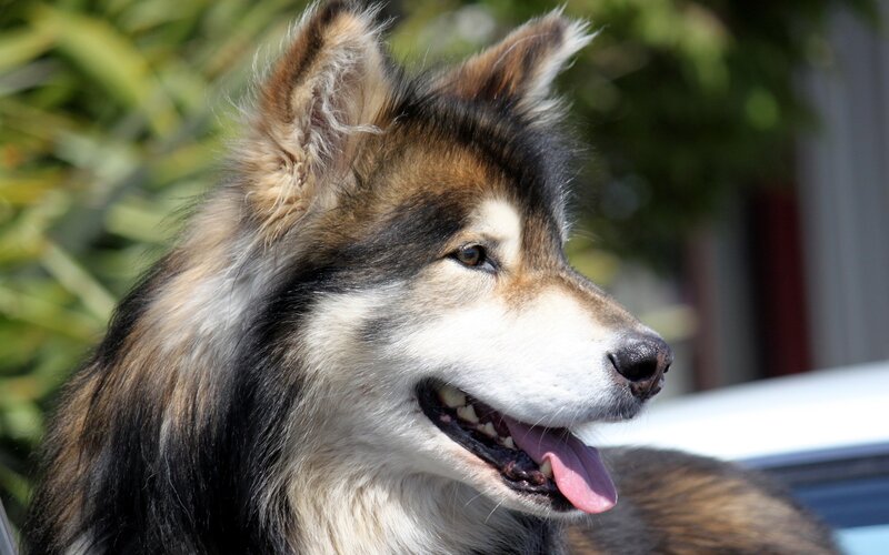 Alaskan Malamute dog portrait