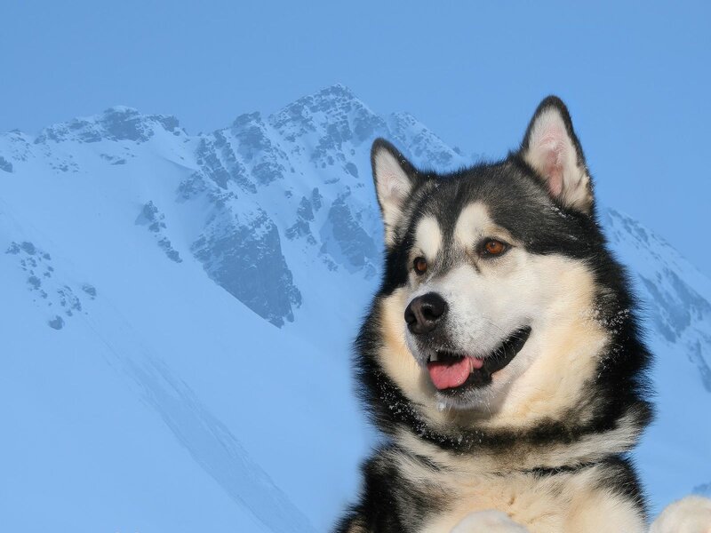 Alaskan Malamute Dog
