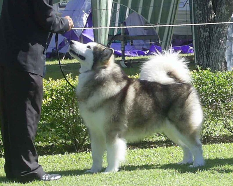 Alaskan Malamute Dog — White