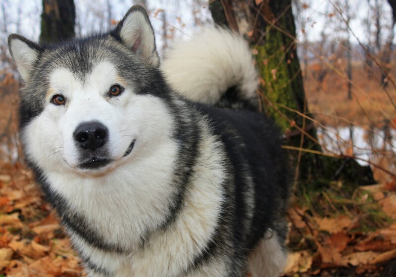 Alaskan Malamute in autumn forest