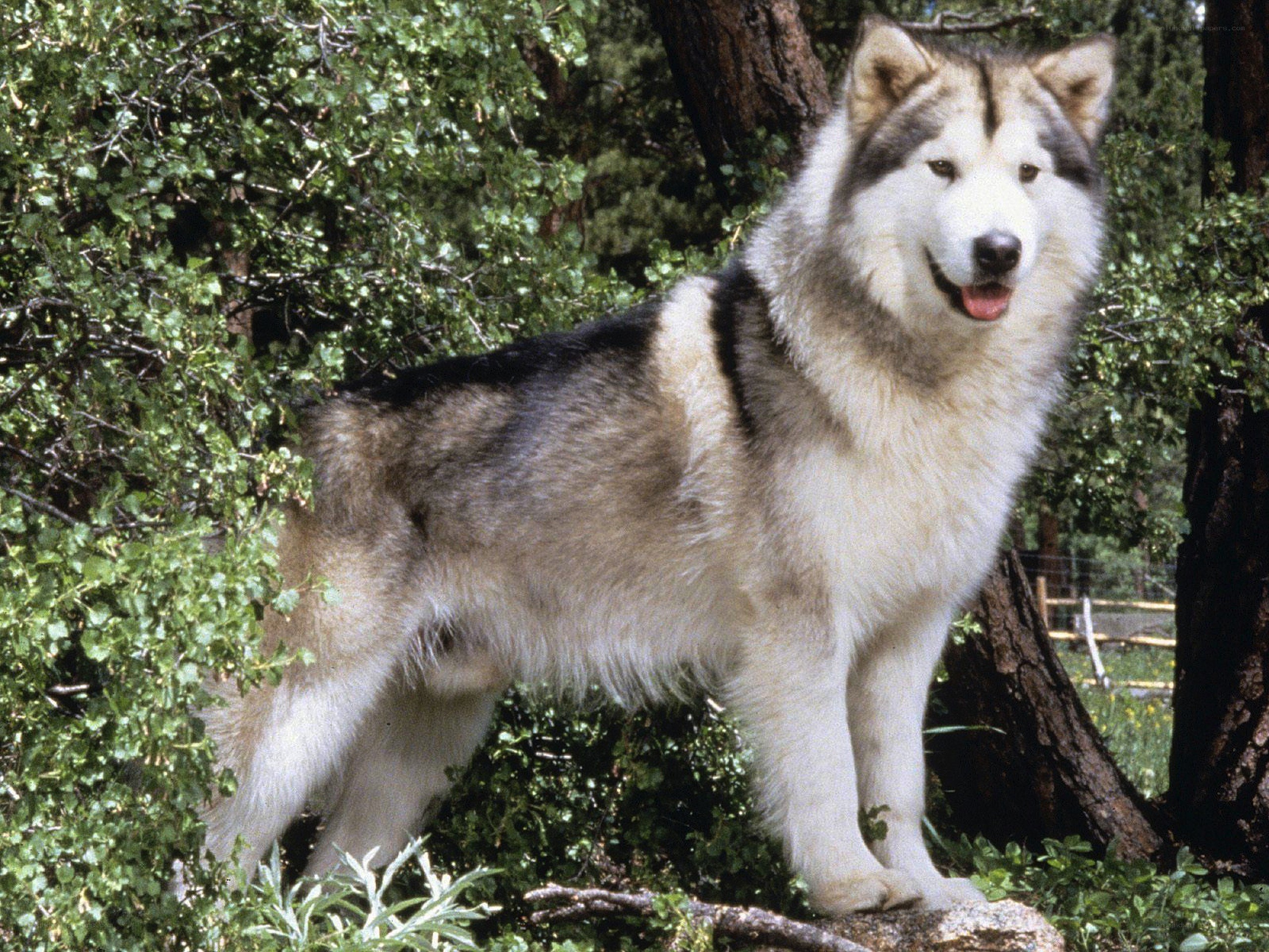 Alaskan Malamute in forest