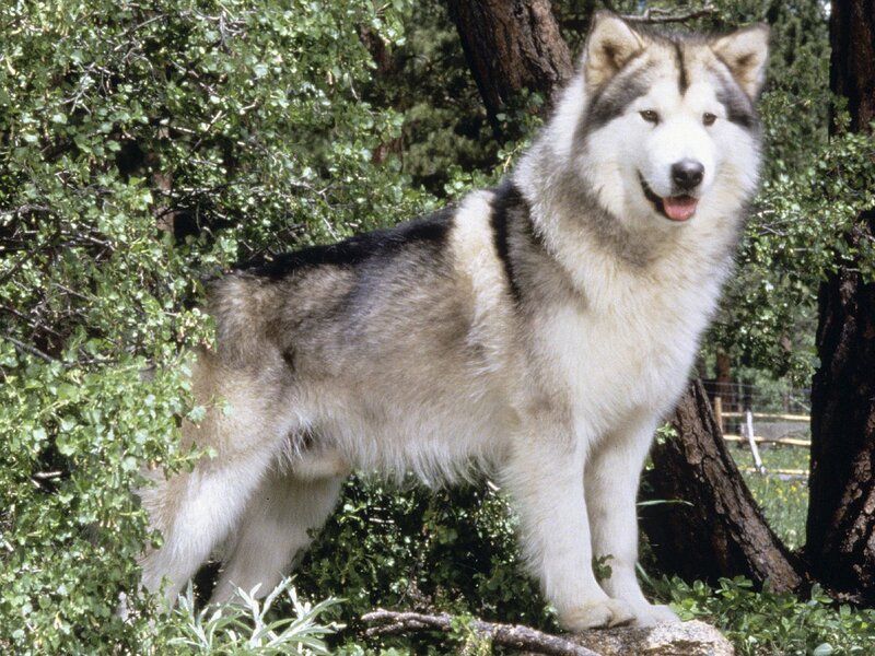 Alaskan Malamute in forest