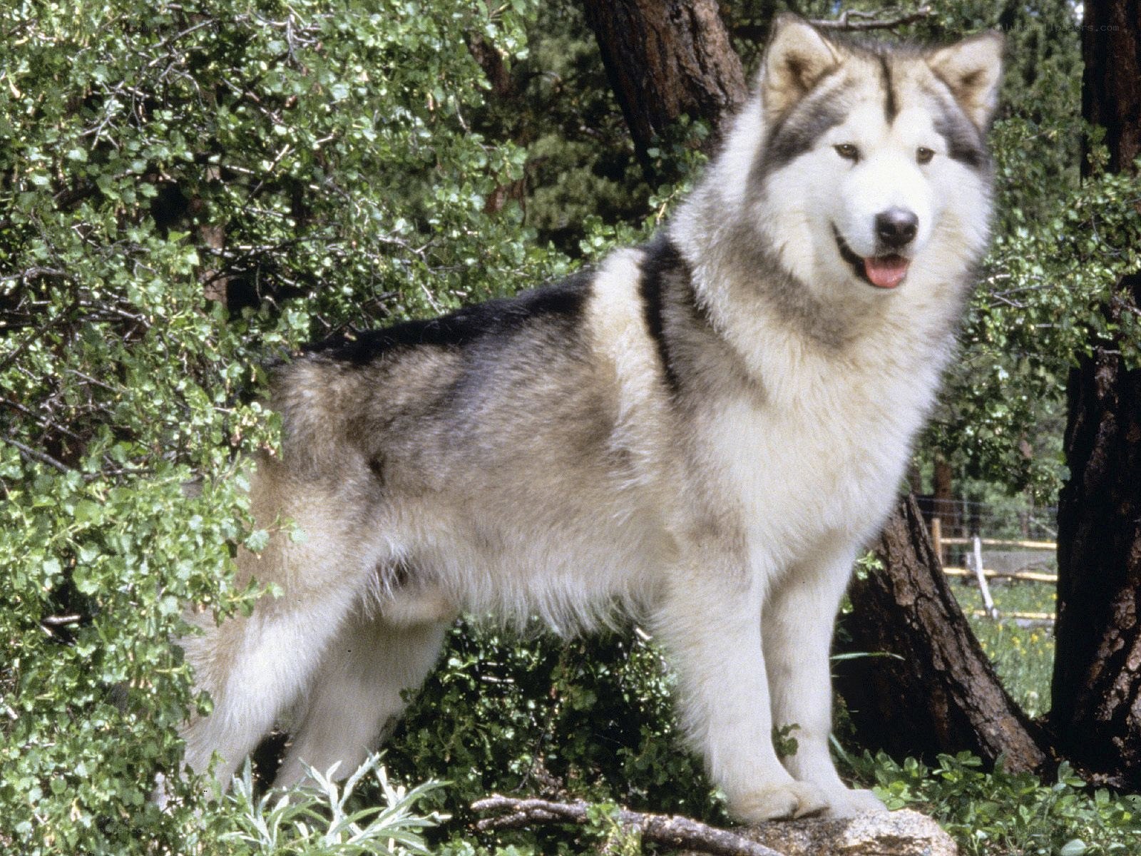 Alaskan Malamute in forest