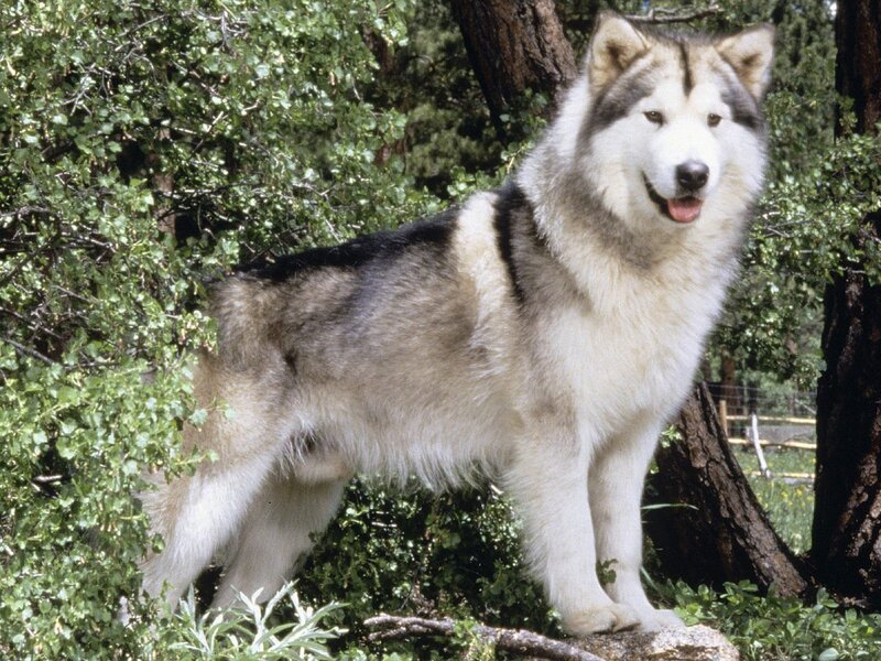 Alaskan Malamute in forest