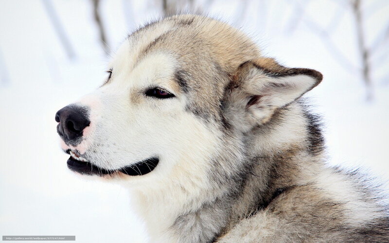 Alaskan Malamute in snow