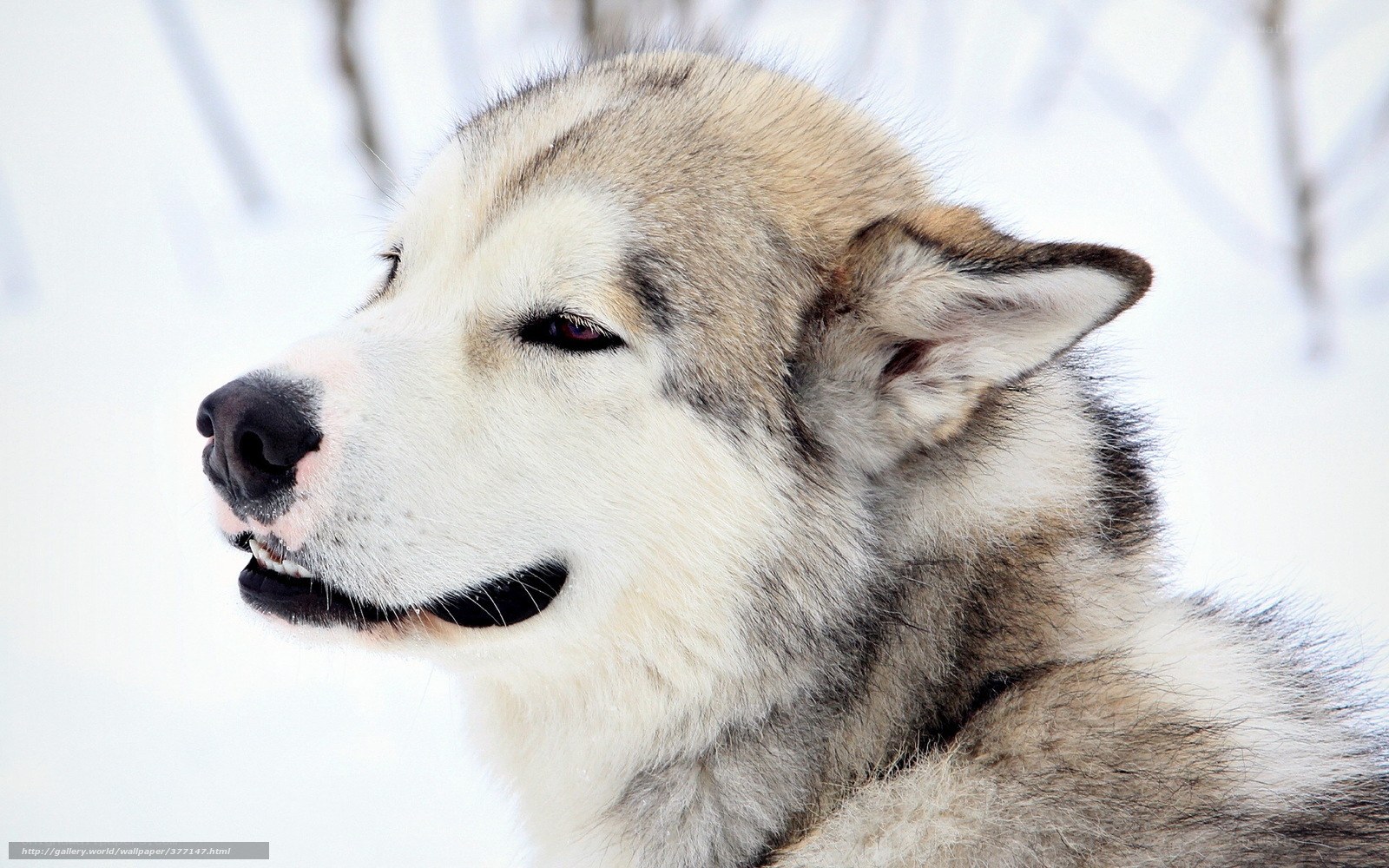 Alaskan Malamute in snow